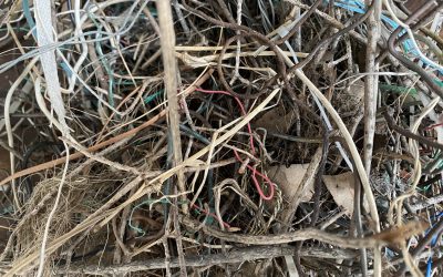 Mikala Dwyer ‘Ode to the ʻōʻō’, Gertrude Glasshouse, Melbourne, 18 June – 10 July 2021